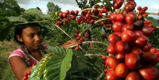Venezuelan Coffee | Café de Mérida | Washed (Lavado)