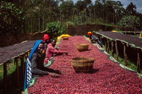 Ethiopian Coffee | Abyssinian Mocca | Natural - Syzygy Coffee - Specialty Coffee Roasters