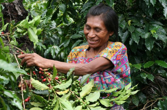 Our Roasting Process - Syzygy Coffee - Specialty Coffee Roasters