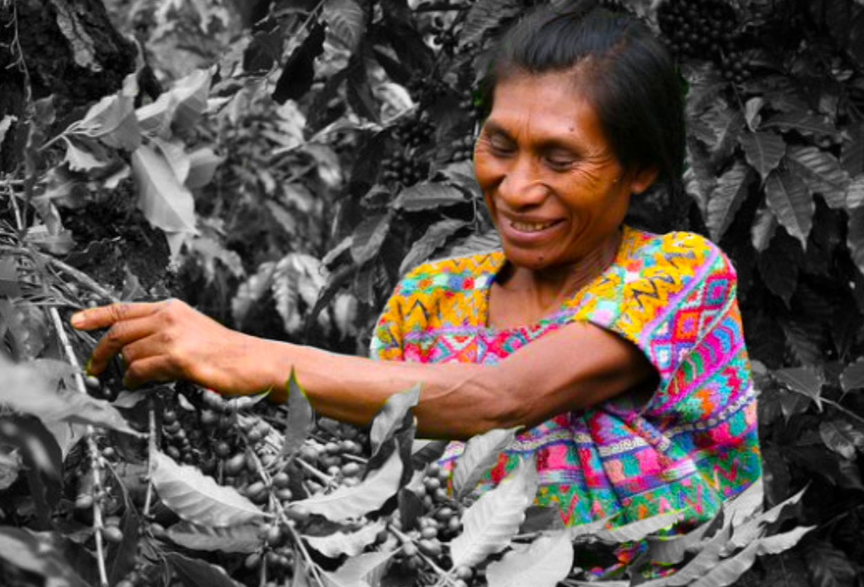 A woman coffee farmer is shown smiling, picking coffee cherries from a coffee tree. 