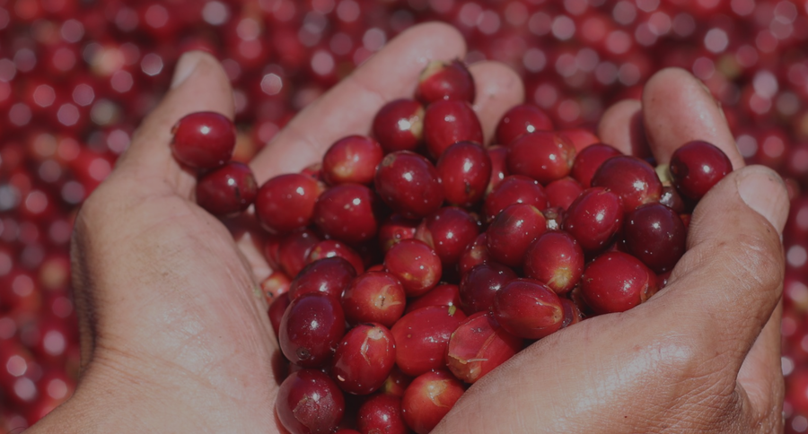 Ethiopian Coffee | Yirgacheffe Aricha | Washed