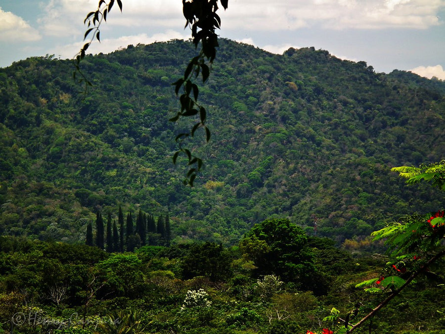 El Salvador Coffee | Red Bourbon | Washed