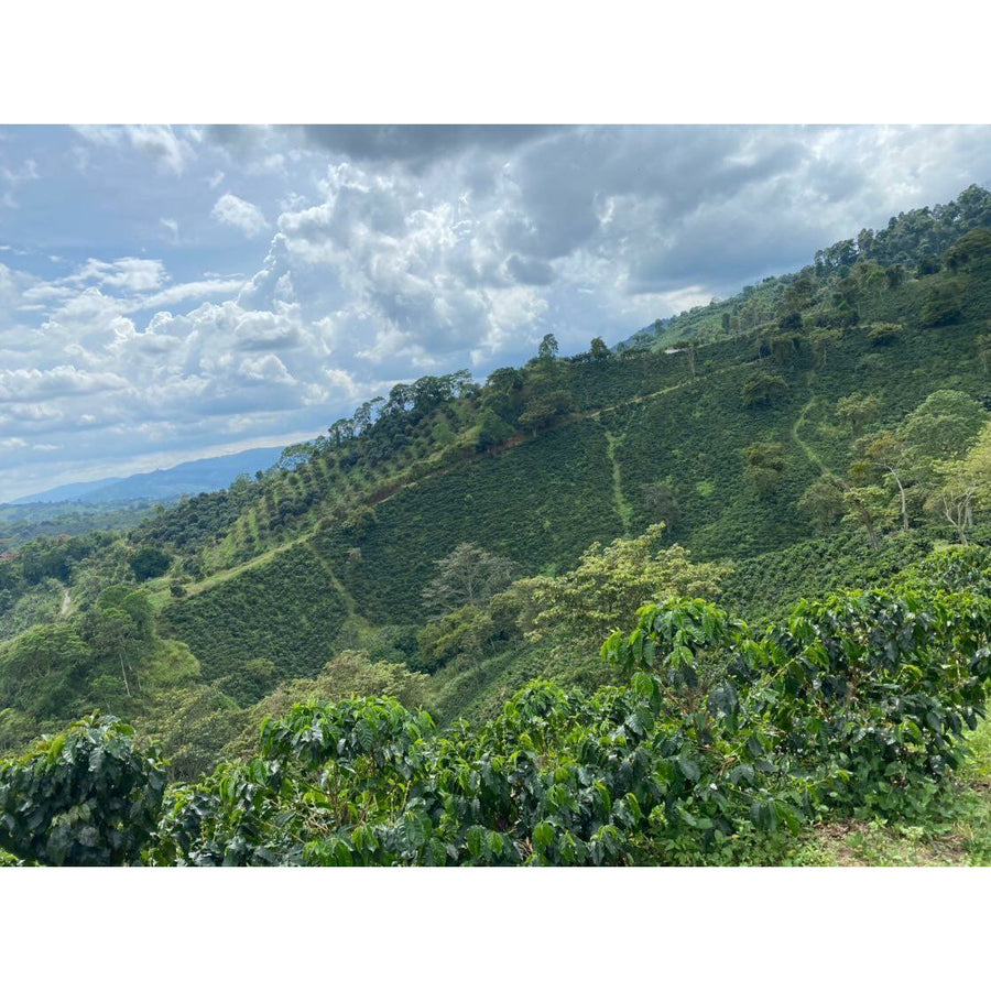 Colombian Coffee | Java | Semi Washed