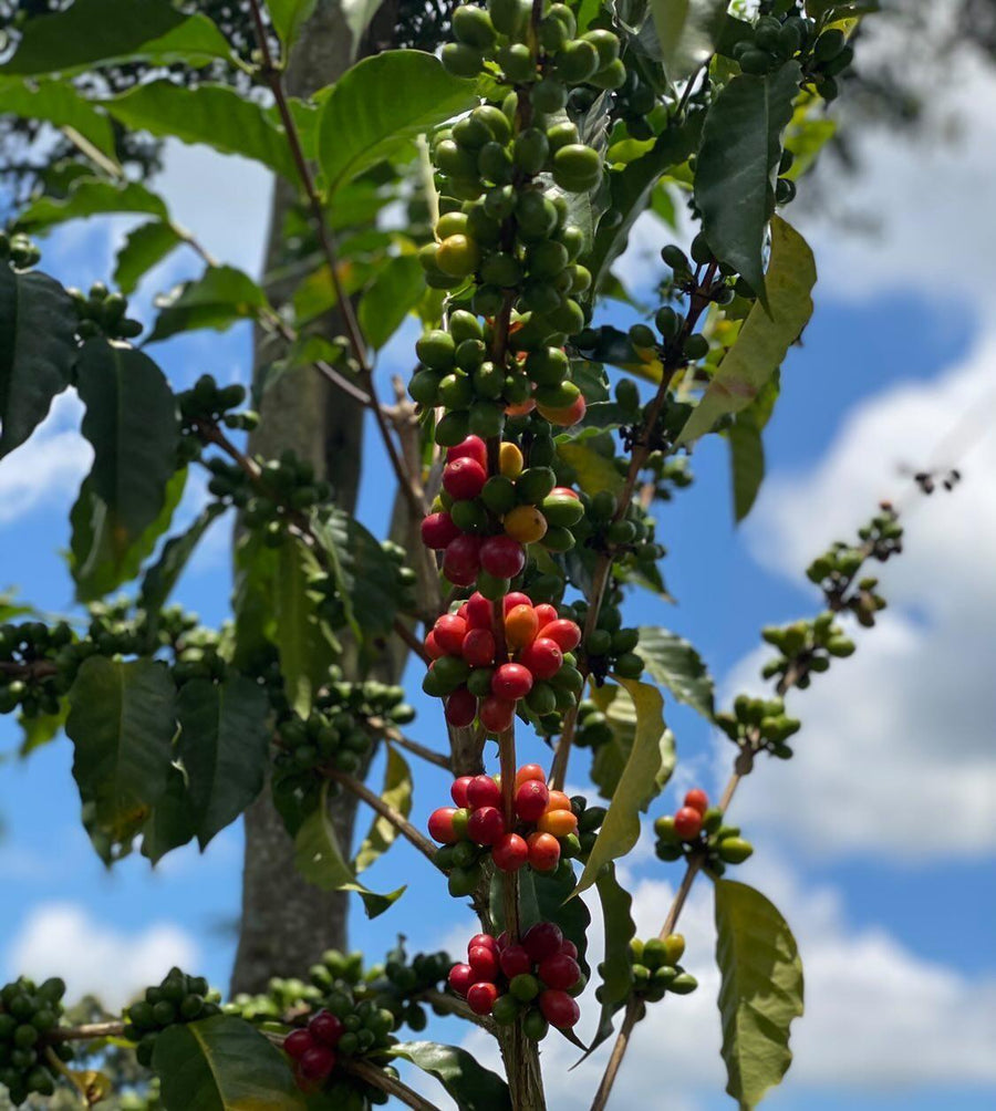Colombian Coffee | Pacamara | Natural