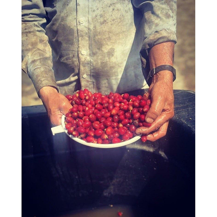 Colombian Coffee | Gesha (Geisha) | Natural