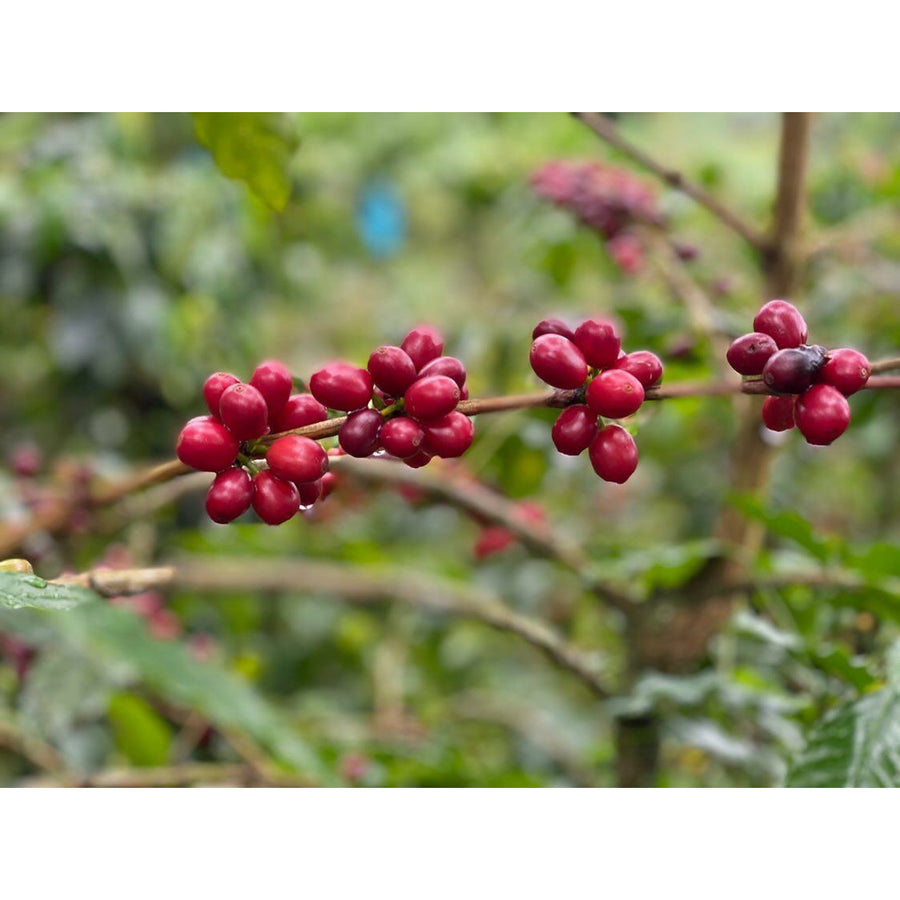 Colombian Coffee | Java | Semi Washed