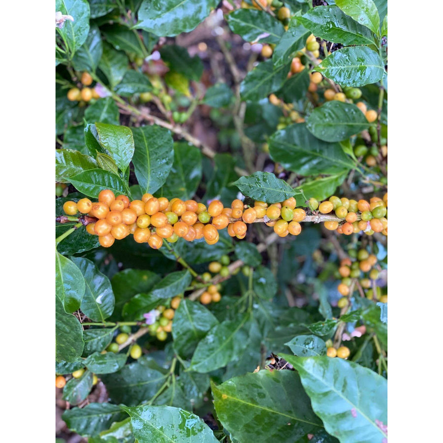 Colombian Coffee | Yellow Bourbon | Natural