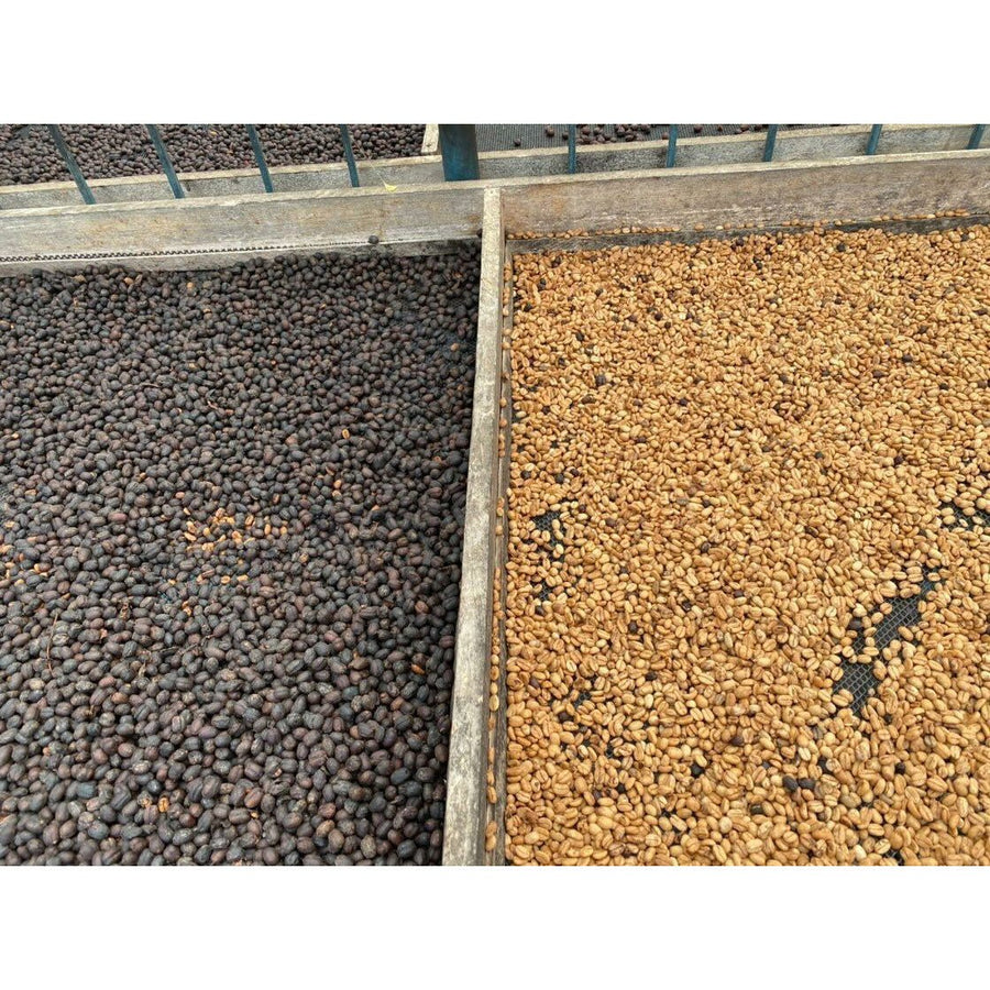 Colombian Coffee | Estate Castillo | Washed