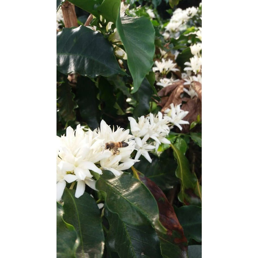 Colombian Coffee | Estate Castillo | Washed