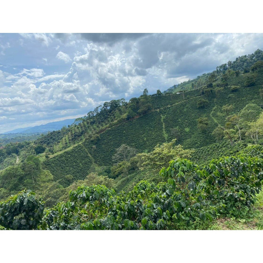 Colombian Coffee | Java | Natural