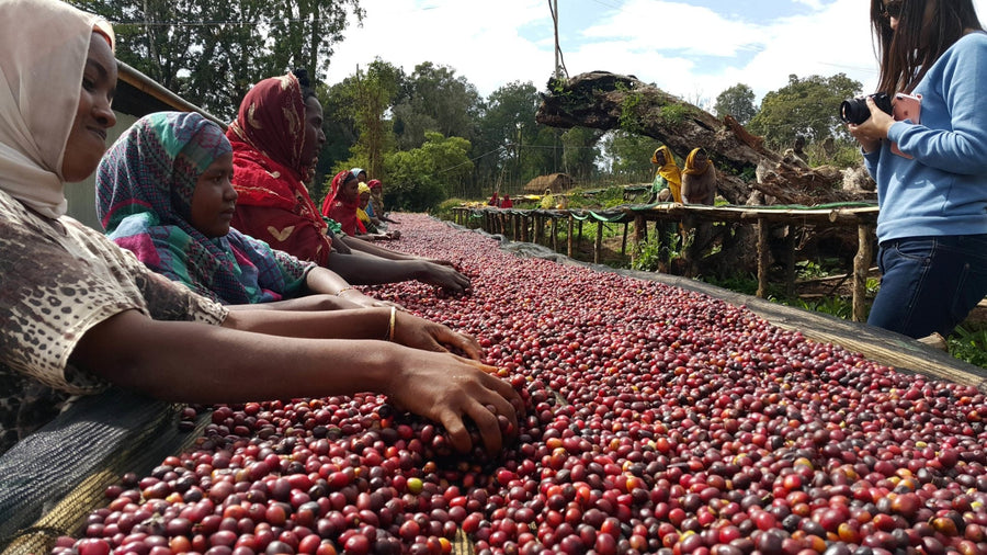 Ethiopian Coffee | Yirgacheffe Aricha | Washed